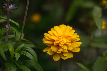 Flowers background. Flower. Summer time. Grass. Nature. Background. Outdoors. 