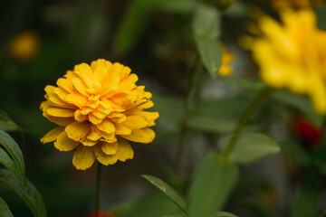 yellow dahlia flower