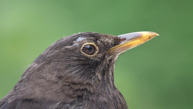 Kopf einer weiblichen Amsel, die in verschiedene Richtungen schaut, turdus merula