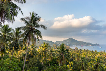 Tropical palm grove. Koh Tao Island. Sea view from a height. Scenic beautiful landscape with coconut palms trees in Thailand
