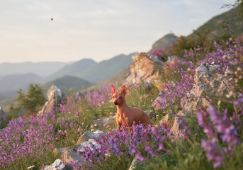 American Hairless Terrier in nature in flowers against the backdrop of mountains. dog in nature