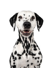 Head shot of pretty Dalmatian dog, sitting up facing front. Looking beside camera. Mouth open. Isolated on a white background.