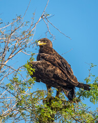 Greater spotted eagle or Clanga clanga a large bird of prey closeup or portrait perched on a tree with eye contact at keoladeo national park or bharatpur bird sanctuary forest rajasthan india asia