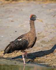 Red naped ibis or Indian black ibis or Pseudibis papillosa bird closeup or portrait at ranthambore national park rajasthan india asia