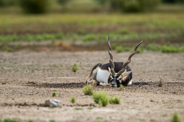 Big horned wild male blackbuck or antilope cervicapra or Indian antelope resting in velavadar blackbuck national park gujrat india asia