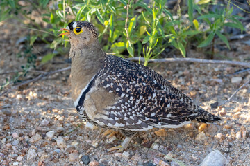 Double-banded Sandgrouse (Dubbelbandsandpatrys) in Kruger National Park