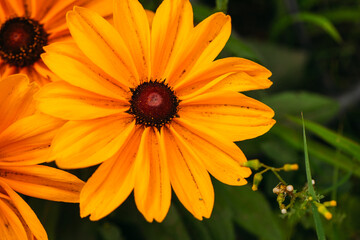 orange flower and bee