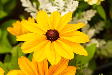 bee on yellow flower