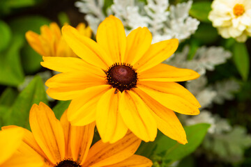 Flowers background. Natural flowers background. Sunlight