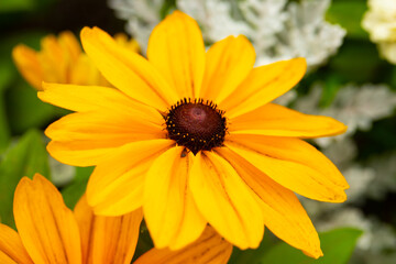 yellow flower