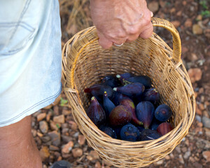 Man's hands with a basket picking fresh figs. Picking fruit.