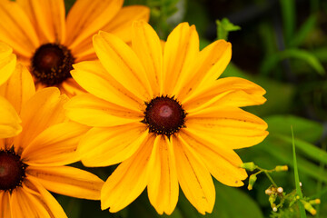 yellow flower in the garden