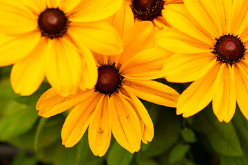 Flowers background. Flower. Summer time. Grass. Nature. Background. Outdoors. 