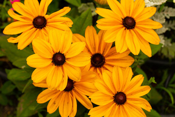 Flowers background. Flower. Summer time. Grass. Nature. Background. Outdoors. 