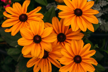 orange flowers in the garden
