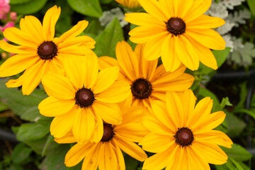 yellow flowers in the garden