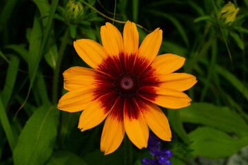 Flowers background. Flower. Summer time. Grass. Nature. Background. Outdoors. 
