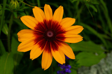 orange flower in the garden