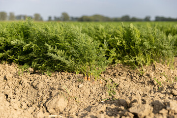 Fototapeta na wymiar Fresh ripe carrots in her bush before harvest. Bunch of fresh carrots with greens on the ground.