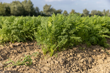Fototapeta na wymiar Fresh ripe carrots in her bush before harvest. Bunch of fresh carrots with greens on the ground.