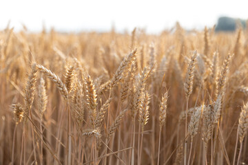 Fototapeta premium Rich harvest wheat field. Ears of golden wheat closeup.