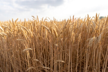 Obraz premium Rich harvest wheat field. Ears of golden wheat closeup.
