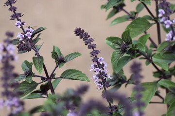 Ocimum basilicum Magic Blue. Basil blooms in the garden.