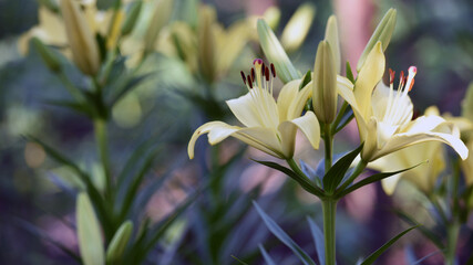 Obraz premium Lilium maculatum Thunb. yellow lily. beautiful lily flower. delicate white lilies in the garden, in the flowerbed. floral background. blurred natural background. flowering season, close-up