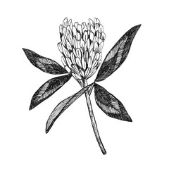 Hand drawn illustration in black ink of a field blooming clover. Herbarium of a natural flower. Wild plant isolated element. Inflorescence, twig, leaf.