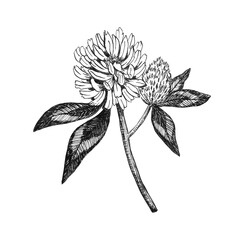 Clover. Field medicinal flower. Botanical element hand drawn. Sketch in black ink. Wild flowering herb, plant for tea, cosmetics, packaging.