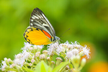 A Beautiful Butterfly