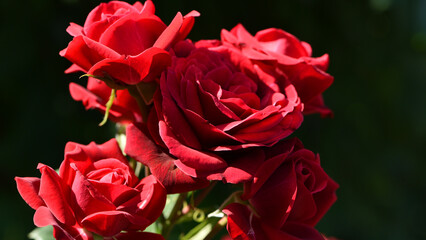 Blooming red roses isolated on a dark background close-up. big beautiful garden flowers red roses. flowers for the holiday, bokeh, macro, floral background. bouquet of red roses