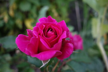 aufblühende Rose 