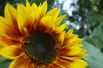 Sonnenblume - das Rad des Lebens