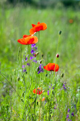 red flowers and green poppy heads. Corn field Papaver rhoeas poppy flowers in spring or summer in green grass. natural green background, beautiful bokeh. poppy in the field. close-up