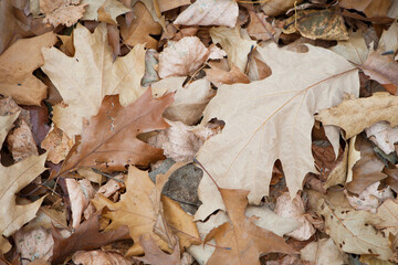 dry leaves. Dry fallen brown oak leaves in autumn Park. autumn background with dry oak leaves, top view, close-up. autumn season, bright leaves, nature in the forest. natural background