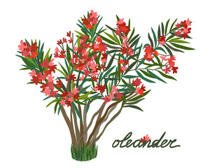 Red tropical oleander. Vector isolated illustration with lettering.