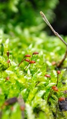 A tree trunk with moss on it and a sky background