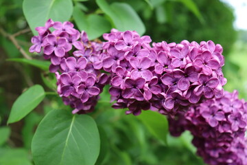 closeup of a purple lilac (Syringa)