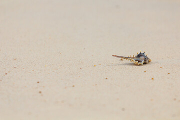 Shells or Conch on sand beach .