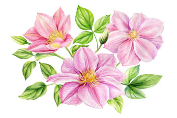 Clematis flower isolated white background. bouquet pink flowers, watercolor flora botanical illustrations