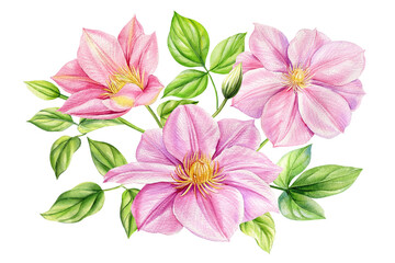 Obraz premium Clematis flower isolated white background. bouquet pink flowers, watercolor flora botanical illustrations