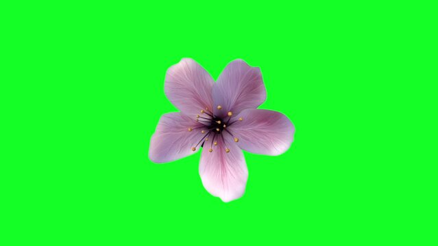3d render of pink cherry blossom flower blooming on greenscreen background