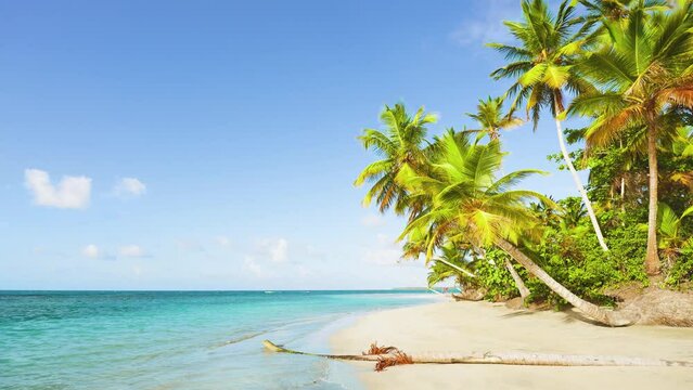 Early sunny morning on a tropical sandy beach with palm trees on the Caribbean coast. Sea waves on the wild sand of the coast. The best place for vacation. Travel and summer vacation concept.