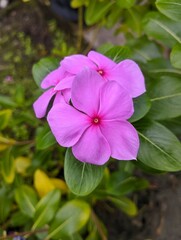 Tapak dara close up. Tropical flower. Its scientific name is Catharanthus roseus Don. In Indonesia, this plant is known by various names, such as sindapor, kembang tembaga, bunga tapak dara.