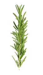 rosemary on transparent png