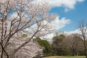 Fototapeta premium Spring flowers