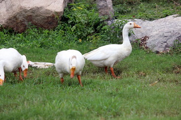 three white ducks are eating grass in the lush green garden. three Goose in the garden roaming. 