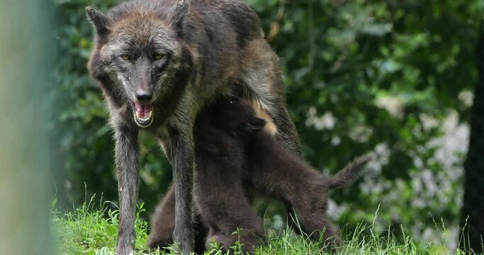 Northwestern wolf, (Canis lupus occidentalis), also known as the Mackenzie Valley wolf.