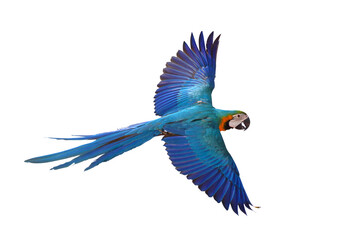 Colorful flying parrot isolated on transparent background png file - obrazy, fototapety, plakaty